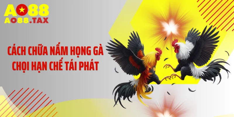 Chữa Nấm Họng Gà Chọi Ngay Kẻo Tàn Phế Chiến Kê Triệu Đô 5 Cách chữa nấm họng gà chọi hạn chế tái phát
