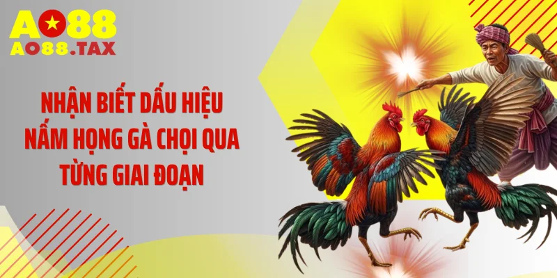 Chữa Nấm Họng Gà Chọi Ngay Kẻo Tàn Phế Chiến Kê Triệu Đô 3 Nhận biết dấu hiệu nấm họng gà chọi qua từng giai đoạn