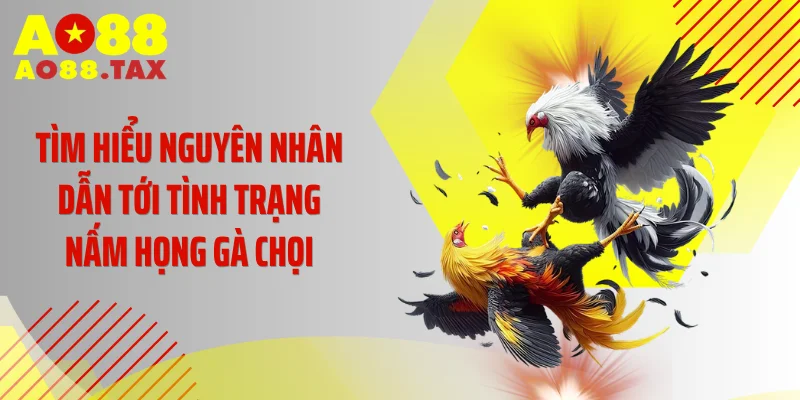 Chữa Nấm Họng Gà Chọi Ngay Kẻo Tàn Phế Chiến Kê Triệu Đô 4 Tìm hiểu nguyên nhân dẫn tới tình trạng nấm họng gà chọi