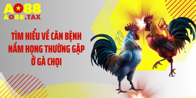 Chữa Nấm Họng Gà Chọi Ngay Kẻo Tàn Phế Chiến Kê Triệu Đô 2 Tìm hiểu về căn bệnh nấm họng thường gặp ở gà chọi
